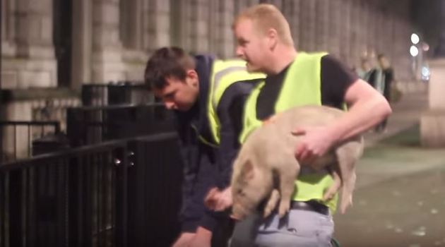 Ένα γουρουνάκι για τον… Κάμερον – ΒΙΝΤΕΟ