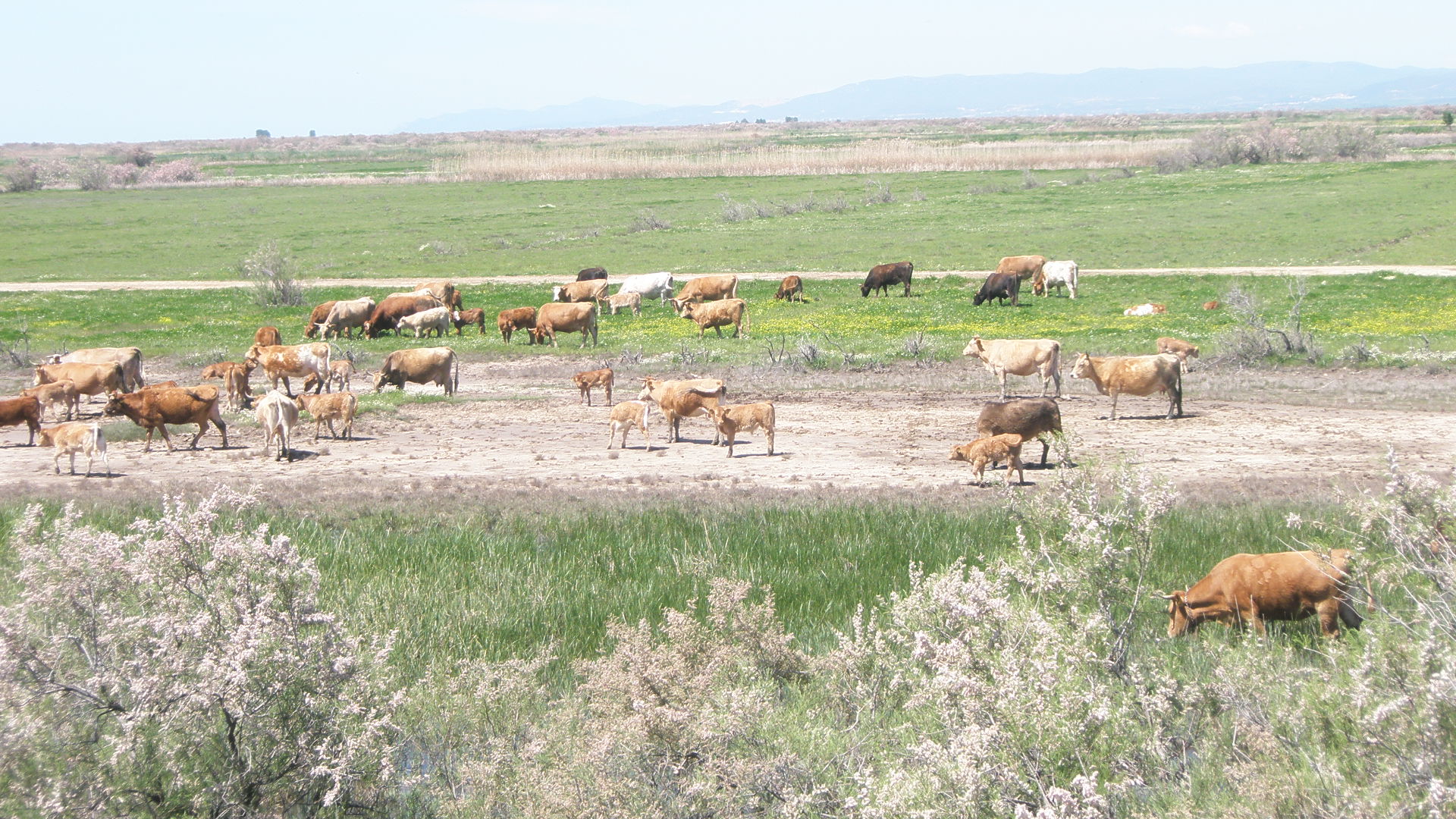 Αγελάδα σκότωσε κτηνοτρόφο στην Πάρο