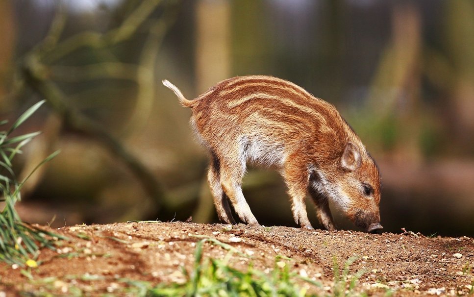 Υπάλληλος καθαριότητας έσωσε μικρό αγριογούρουνο – ΦΩΤΟ