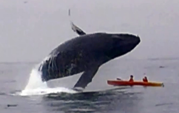 Έκαναν κωπηλασία όταν μία… φάλαινα “προσγειώθηκε” πάνω τους – ΒΙΝΤΕΟ