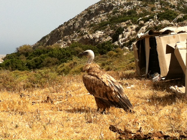 Τροχαίο με εμπλοκή ενός…γύπα στην Κρήτη