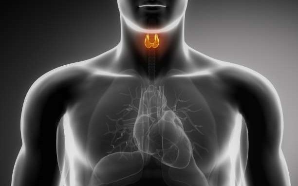 Τροφές που συμβάλλουν στην καλή υγεία του θυρεοειδούς