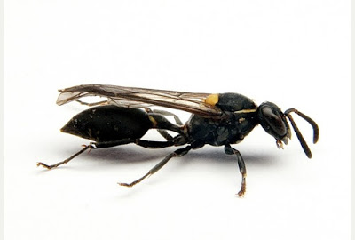 Έρευνα- Το δηλητήριο μιας σφήκας έχει αντικαρκινικές ιδιότητες