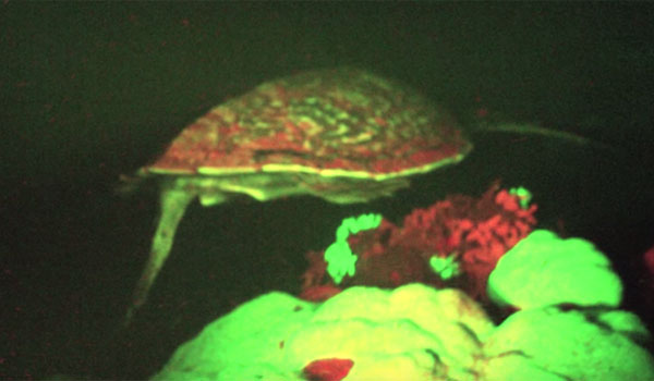 Μοναδικό βίντεο με θάλασσια χελώνα που… φωσφορίζει