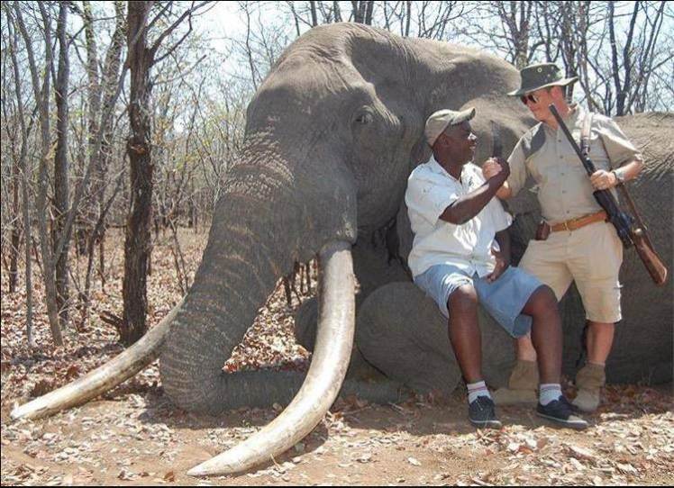 Νέο «σκάνδαλο» Σεσίλ – Γερμανός σκότωσε τον μεγαλύτερο ελέφαντα της Ζιμπάμπουε – ΦΩΤΟ
