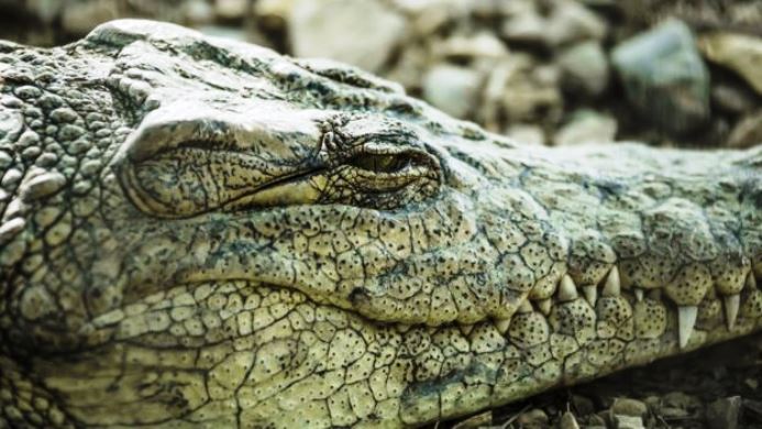 Οι κροκόδειλοι κοιμούνται με το ένα μάτι ανοιχτό