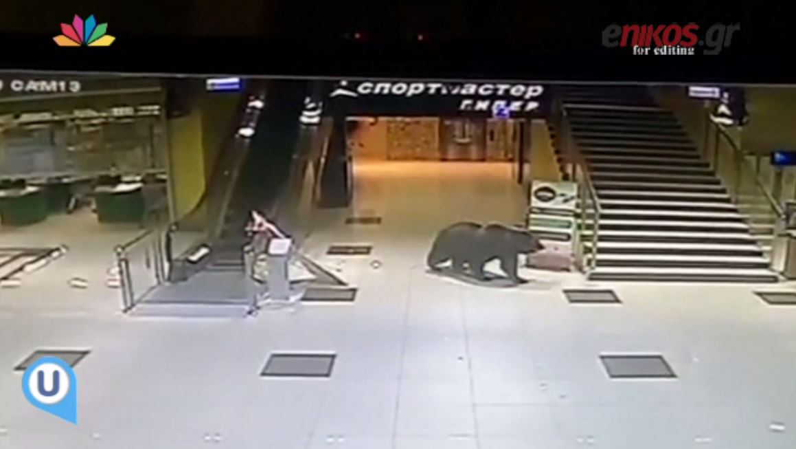 Πανικός στη Ρωσία- Αρκούδα μπήκε σε εμπορικό κέντρο – ΒΙΝΤΕΟ
