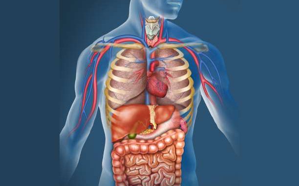 Ποιες ώρες αποκαθίσταται κάθε όργανο στο σώμα μας;