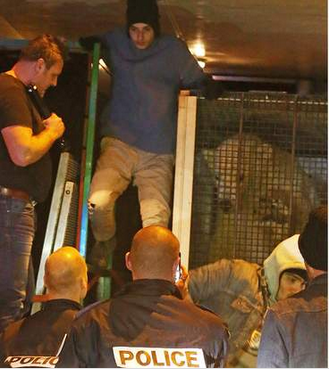 Οι μετανάστες φοβήθηκαν την αρκούδα και παραδόθηκαν στους αστυνομικούς – ΦΩΤΟ