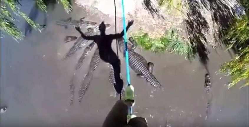 Ισορροπεί πάνω από πεινασμένους αλιγάτορες – ΒΙΝΤΕΟ