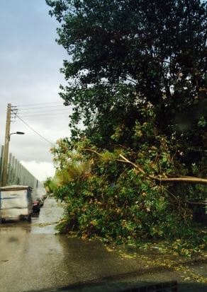 Δέντρο έπεσε σε σταθμευμένο αυτοκίνητο – ΦΩΤΟ