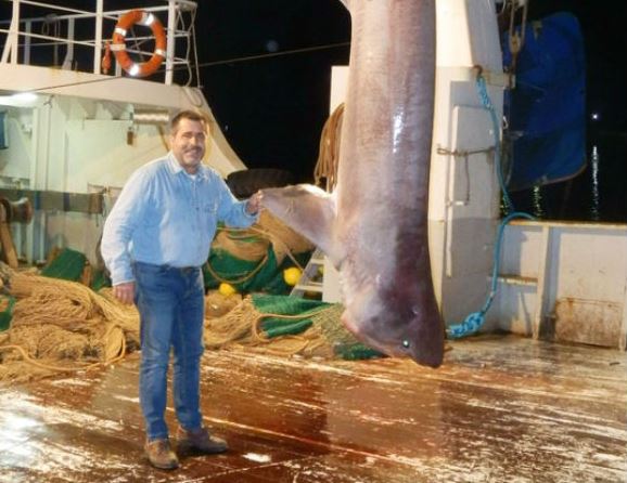 Έπιασε καρχαρία 5 μέτρων κοντά στην Κάρυστο – ΦΩΤΟ