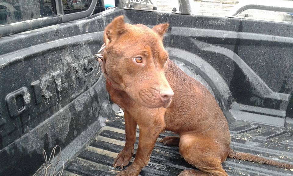 Φρίκη- Έδεσαν σκύλο για να πνιγεί – ΦΩΤΟ