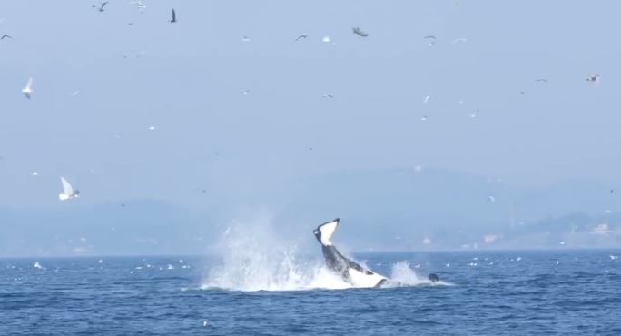 Όρκα εκτοξεύει φώκια 20 μέτρα στον αέρα – ΒΙΝΤΕΟ