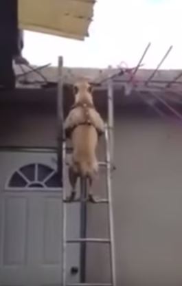 Έτσι κατέβηκε τη σκάλα ένα pitbull- ΒΙΝΤΕΟ