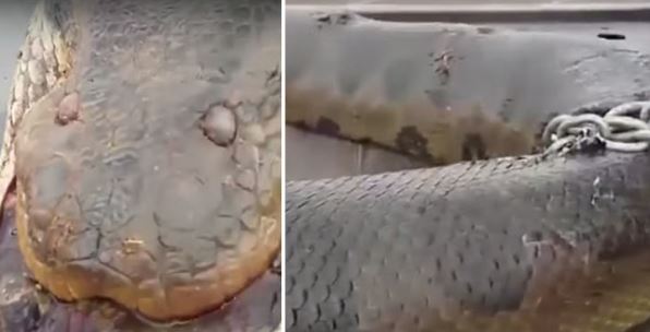 Αυτό είναι το μεγαλύτερο φίδι στον κόσμο – ΒΙΝΤΕΟ