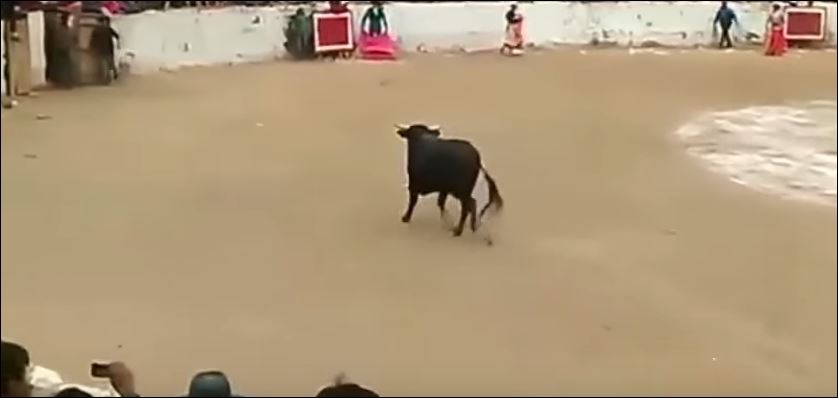 Σοκ και δέος από την επίθεση ταύρου – ΒΙΝΤΕΟ