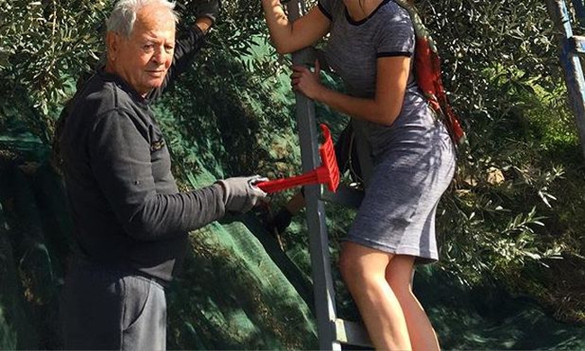 Παρουσιάστρια μαζεύει ελιές με τον παππού της – ΦΩΤΟ