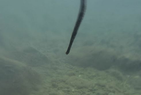 Δηλητηριώδες ψάρι εντοπίστηκε στο Ναύπλιο – ΦΩΤΟ