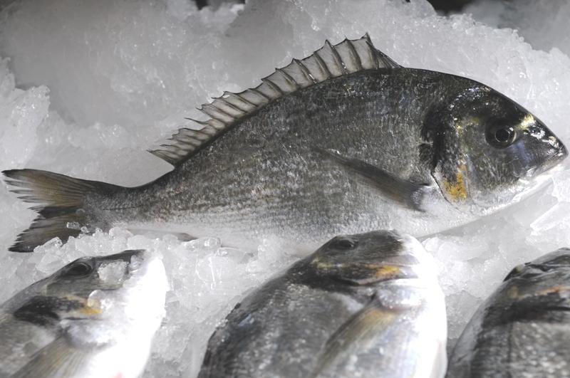 Ελληνική τσιπούρα προτιμούν οι Γερμανοί