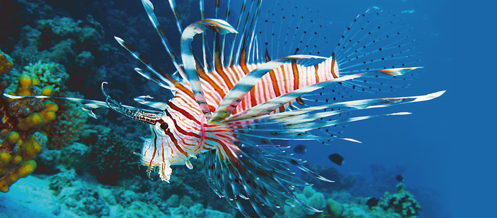 Ο εισβολέας που απειλεί τα ψάρια του Αιγαίου