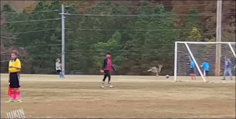 Δείτε τον…Μέσι των ελαφιών – ΒΙΝΤΕΟ