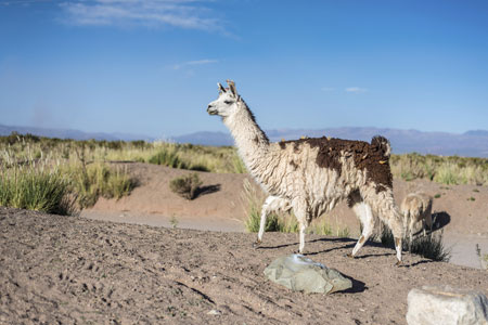 Βολιβία: Αν το κόκκινο κρέας είναι επικίνδυνο φάτε… λάμα