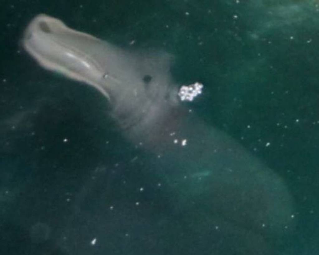 Μυστηριώδες πλάσμα σε θαλάσσια σπηλιά της Κέρκυρας – ΦΩΤΟ