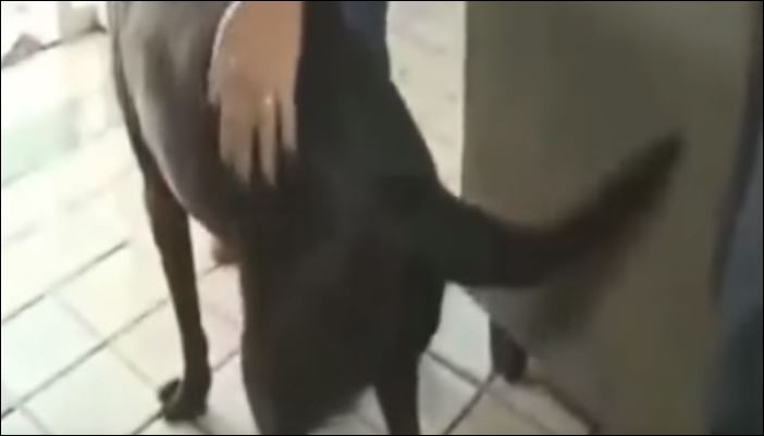 Ο σκύλος τον δάγκωσε σε ζωντανή σύνδεση – ΒΙΝΤΕΟ