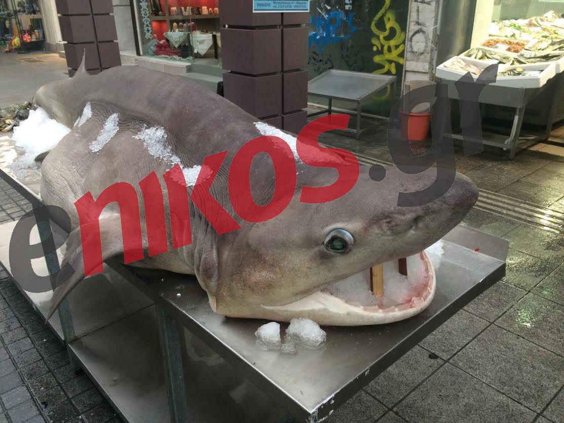 Ένας καρχαρίας 4 μέτρα στο Μαρούσι – ΦΩΤΟ