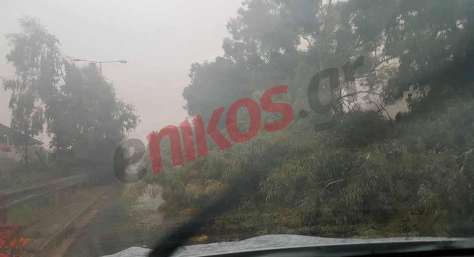 Έπεσε δέντρο στη Σπύρου Λούη – ΦΩΤΟ