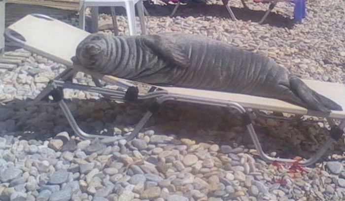 Η Αργυρώ… η φώκια βγήκε βόλτα στους… δρόμους της Σάμου – ΦΩΤΟ