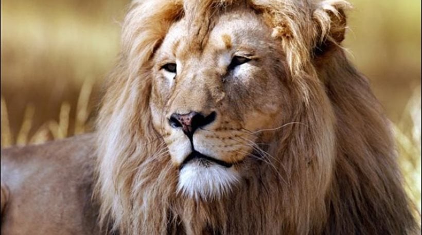 Με εξαφάνιση κινδυνεύουν τα λιοντάρια της Αφρικής