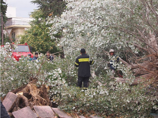 Ξεριζώθηκαν δέντρα στην Κομοτηνή – Καταστράφηκε ΙΧ – ΦΩΤΟ