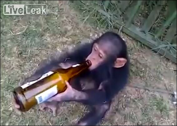 Ο χιμπατζής που λατρεύει τη… μπύρα – ΒΙΝΤΕΟ
