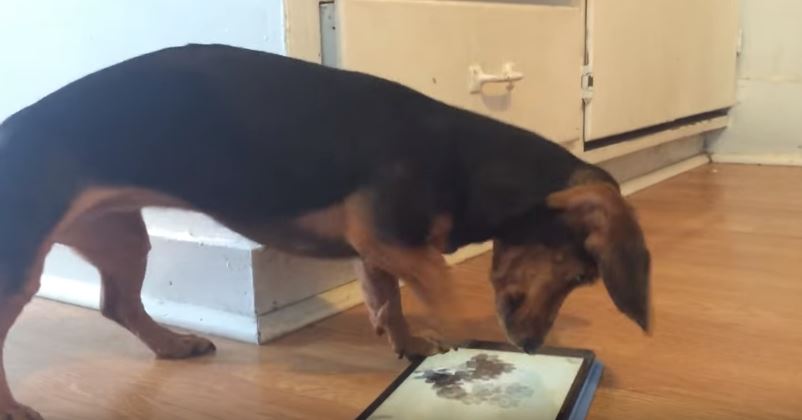 Δείτε τον σκύλο που τρελαίνεται να παίζει με το… iPad – ΒΙΝΤΕΟ