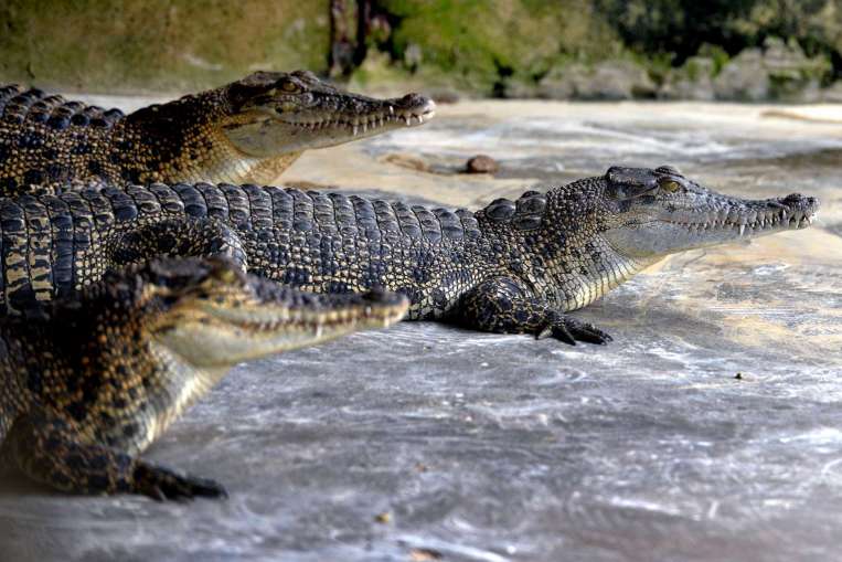 Αν αποδράσεις από αυτή την φυλακή θα γίνεις γεύμα κροκοδείλων