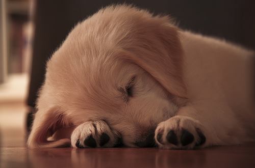 Τι κάνει ένας σκύλος όταν βλέπει εφιάλτη; – ΒΙΝΤΕΟ