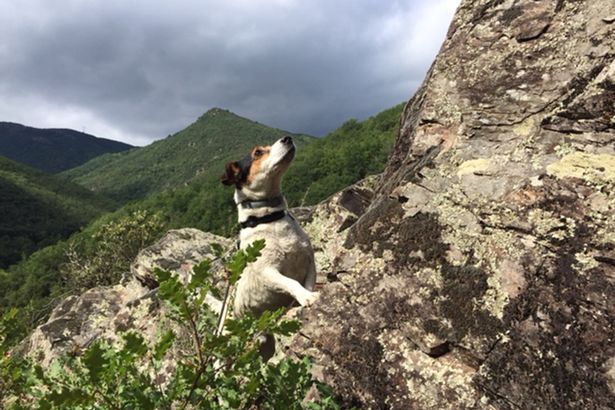 Skipper, το σκυλί που ταξίδεψε μόνο του στον Ατλαντικό-ΦΩΤΟ