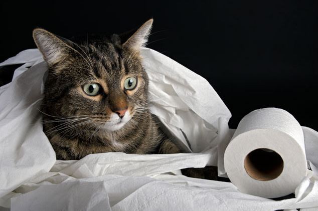 Αυτή η γάτα ξεχωρίζει από τις υπόλοιπες – ΒΙΝΤΕΟ