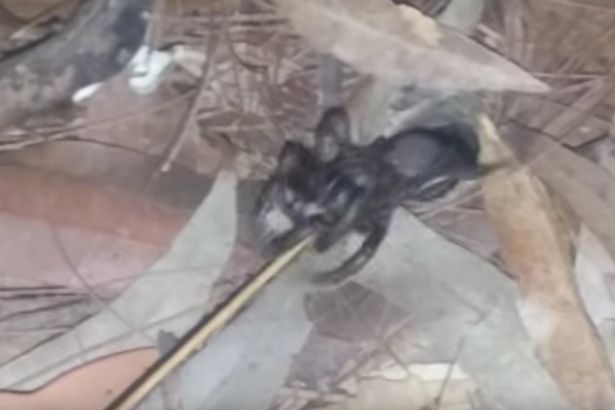 Αν φοβάστε τις αράχνες μην δείτε αυτό το βίντεο