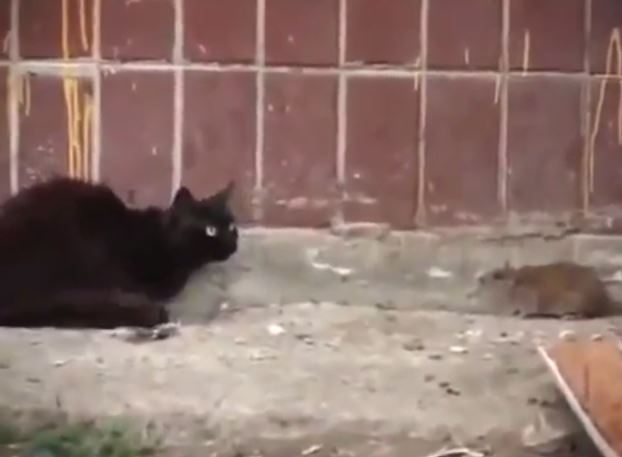 Αυτός ο ποντικός τρόμαξε 5 γάτες – ΒΙΝΤΕΟ