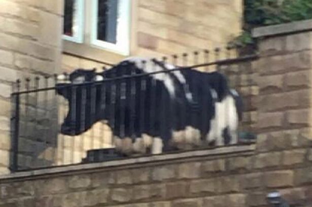 Αγελάδα “προσγειώθηκε” σε βεράντα σπιτιού στην Αγγλία – ΦΩΤΟ