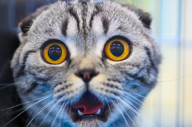 Γιατί οι γάτες φοβούνται τα αγγούρια; – BINTEO