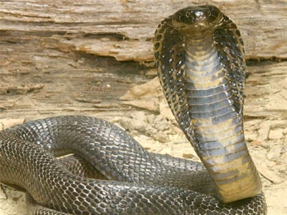 Η κόμπρα που είχε σαν κατοικίδιο τον “βοήθησε” να αυτοκτονήσει