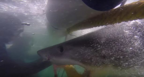 Δέχθηκε επίθεση λευκού καρχαρία ενώ ήταν σε γαμήλιο ταξίδι – ΒΙΝΤΕΟ
