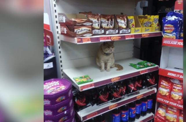 Γάτα εισέβαλε σε σούπερ μάρκετ και δείτε ποιο… ράφι επέλεξε – ΒΙΝΤΕΟ