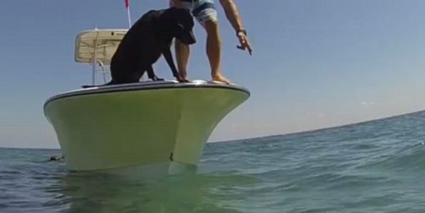 Αυτός ο σκύλος έχει ταλέντο στο… ψάρεμα – ΒΙΝΤΕΟ