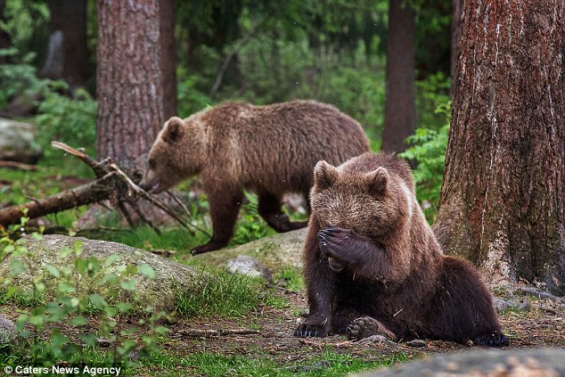 Αρκουδάκια βάζουν σε μπελάδες τη μαμά τους – ΒΙΝΤΕΟ