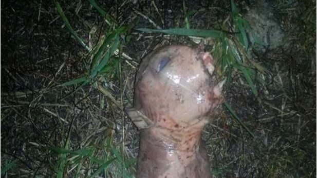 Φωτογραφία… εξωγήινου αναστατώνει το Διαδίκτυο – ΦΩΤΟ